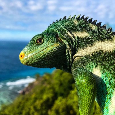International Iguana Foundation mission: To ensure the survival of iguanas and their habitats through conservation, awareness and scientific programs.