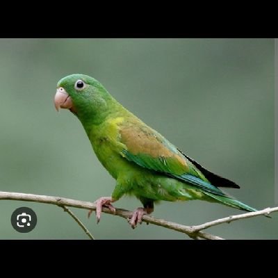 manglero241's profile picture. Se vuelve cruda mentira lo que fue tierna verdad y hasta la tierra fecunda se convierte en arenal... Guitarra, dímelo tú.