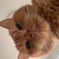 またの名を佐藤🦒0310🐈 (@imohoriyamaumeo) Twitter profile photo