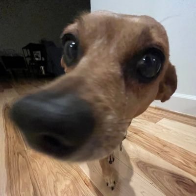 FrenchAussiee's profile picture. “#1 woman enthusiast” - @moviepura