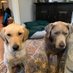 Jill Hawley (@hawleydoggie) Twitter profile photo Jill Hawley (@hawleydoggie) Twitter profile photo