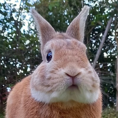 ある時はウサ飼い(ネザーランドドワーフのモヒさん)、
またある時はランナー(ハーフ1時間18分)。
モヒうさぎさんの可笑しな仕草や、ランニング中に出会った景色などを共有したいです。