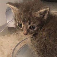 Conspiracy Theorist Cat 🐱 (@randomnpccat) 's Twitter Profile