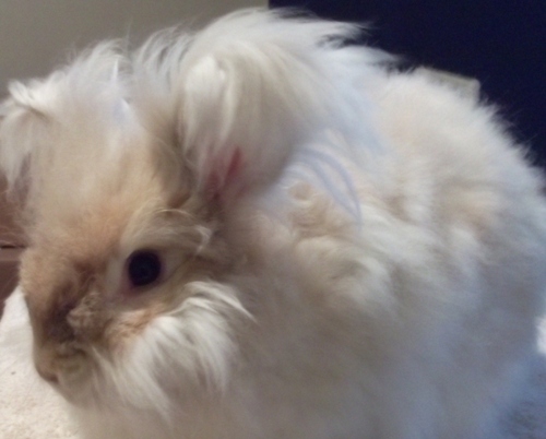 BrokenPatternLT's profile picture. Handmade wood works, hand-dyed fiber, yarns and more