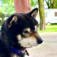 chinsuki (@chinsukisuki) Twitter profile photo