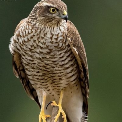 Ericmuley12's profile picture. Chelsea 💙💙
Ecologist 🏞️.
Lover of Rhumba🎧.