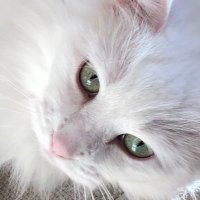 deb nes (@nes_deb) 's Twitter Profile