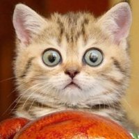 Por esto amo a los gatos (@elgatoadoptado) 's Twitter Profile