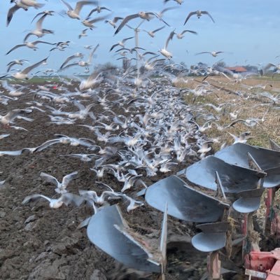 Beetje akkerbouw in de kop van Friesland