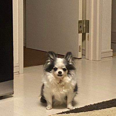 noeta_ohagi's profile picture. はなほし