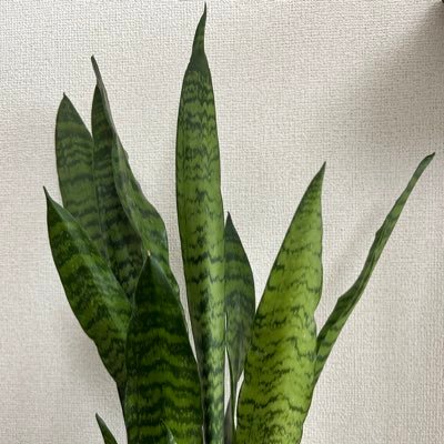 ziw0lf's profile picture. 草です。