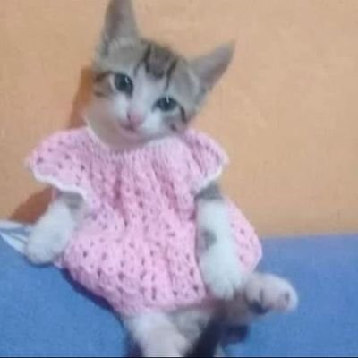 KhanTanween's profile picture. meow meow meow meow meow meow meow meow meow meow meow meow meow meow meow meow meow meow