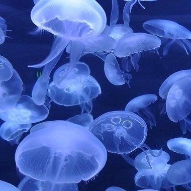 MonsterMon_Hani's profile picture. 