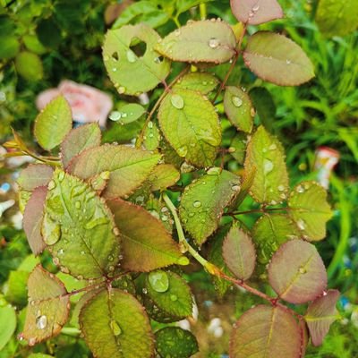 BariaJaydev's profile picture. natural ⭐ 
lover
music lover 😍💓