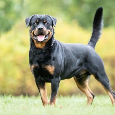 👉 Welcome to @Rottweiler37469
🐕 We share daily #RottweilerContents
🐾 Follow us if you really love Rottweiler Lover Club