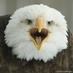 CAWWW (@pissed_eagle) Twitter profile photo