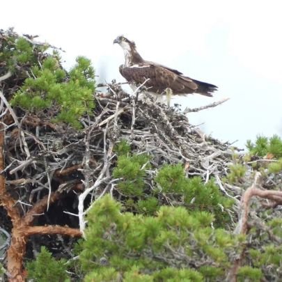 DirkKerkhoff2's profile picture. Ringer van roofvogels en uilen 🦅🦉
Regio Gennep, Noord-Limburg  |  Voorliefde voor de visarend  |  Ook ambulanceverpleegkundige 🚑