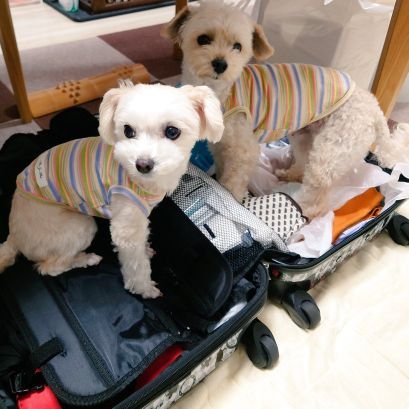 10歳♂️と7歳♀️マルプーの溺愛飼い主です🤣
#タングルティーザー公式アンバサダー #マルプー #犬好きさん 大歓迎🐶
カイカイわんこ達を救いたい‼️
🙅♀挨拶周り不要、やりません🙅♀
🈲治療クラファン全く賛同しません🈲
ブロックさせて頂いてます。個人Instagram等ブログも興味なし❌