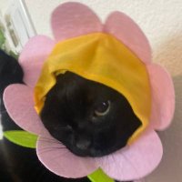 jigglypuff, coffee, and boobs enthusiast (@softsoftbabie) 's Twitter Profile
