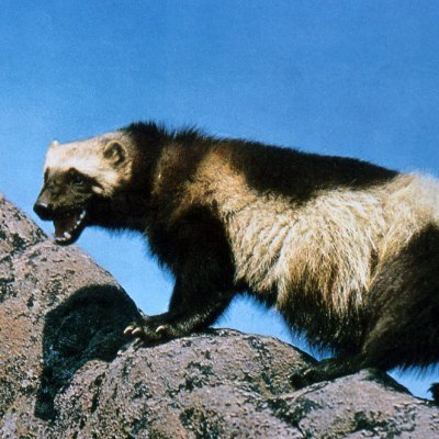 LissonarnNier's profile picture. nobody