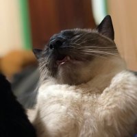 tai nara? (@kuhn_jenifer) 's Twitter Profile