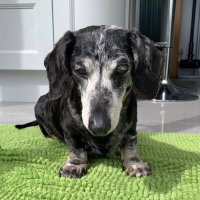 Reggie The Dachshund(@K9Reggie) 's Twitter Profile Photo