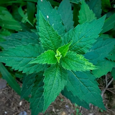 redisation's profile picture. 