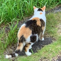 ねっこたつ (@alr7na8a25uhyeb) Twitter profile photo