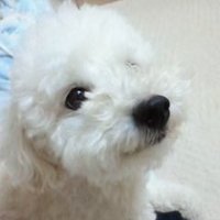 さんかく屋根(@yukiochiyasui) 's Twitter Profile Photo