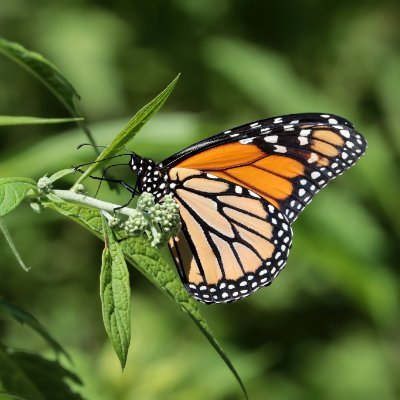 An oasis for butterflies in Dundas' Centennial Park, on the shores of the Desjardins Canal