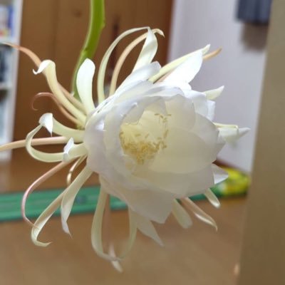 xzr2ilyIKKju82Q's profile picture. 物質21/千葉大OLC/京葉OLクラブ