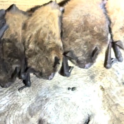 Humane Bat Control Expert/Specialists. We Get Bats Out&Keep Them Out!