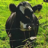 Marion Robertson (@moosyercoo92) 's Twitter Profile