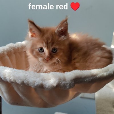 CindyShepherds's profile picture. Bradford's Maine Coon Kittens. We have been raising Kittens since 2021... All of our breeding cats are HCM, PKDF, SMA- NEGATIVE, all DNA through Wisdom Panel