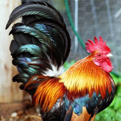 jaden81tran's profile picture. 