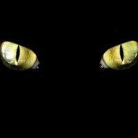 ☥ Anubis ☥ (I'm back! Slow Replies) (@lonleyjackal) 's Twitter Profile