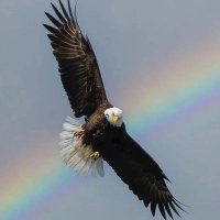 mountain.eagle(@mountaineagle16) 's Twitter Profile Photo