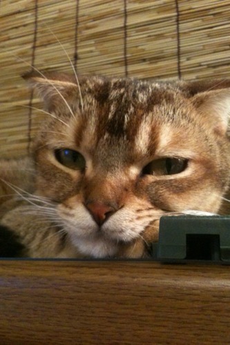 whywhatwhenwho's profile picture. あなたの萌えは誰かの萎え。あなたの萎えは誰かの萌え。