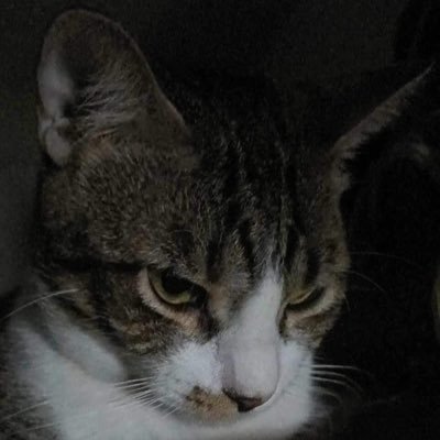 ~ Meow ~
GenX | Tita | NPA'TIN 66 |
Personal Account | Fan Account - introvert