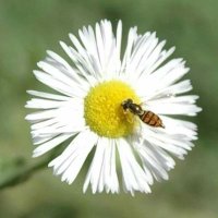 Bees Be Best(@BestBittyBee) 's Twitter Profile Photo