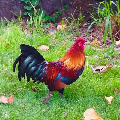 Buck BaCaw - International Chicken of Mystery. PECKOPS operator & leader of an elite team of tactical poultry. #theruffriderz