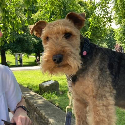 Weird Welsh dude, grumpy lodger, raised by badgers and generally causing havoc since arrival here at @hightaeinn in March 2013. #WelshTerrier