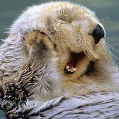 Proud of Taiwanese|厭惡左膠|1450台獨份子|恐鳥症|追星|冷門歐美劇|TW-E.L.F|子瑜|Chris Pine|Nightwing|ST🖖|腐女|
整理好的歐美劇清單底下連結自取,包准解決你的片慌