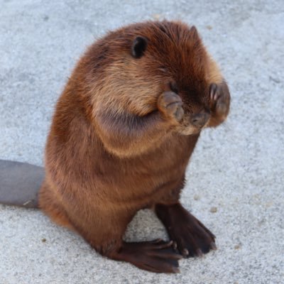 beaver_otter_ Profile Picture