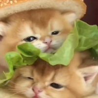 子 (@kkkkkkkoooo_) Twitter profile photo