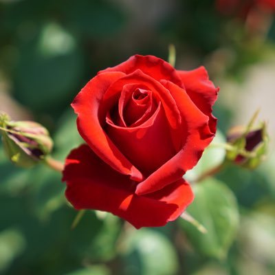 「時をつかめ!」を心に刻み、写真を趣味としています。心の赴くままに、レンズを向けてみたいと思います。 #写真好きな人と繋がりたい #野鳥好きな人と繋がりたい