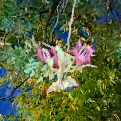 bitch___coin's profile picture. distressed writer