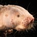 AgingBiology (@agingbiology01) Twitter profile photo