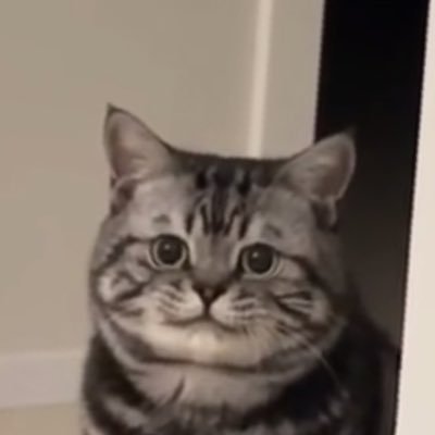 Rodii17978's profile picture. 