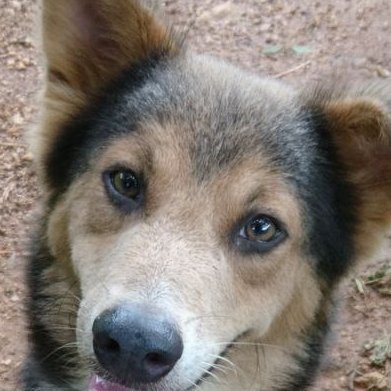 ShamilaGeo's profile picture. K6M4S4DG